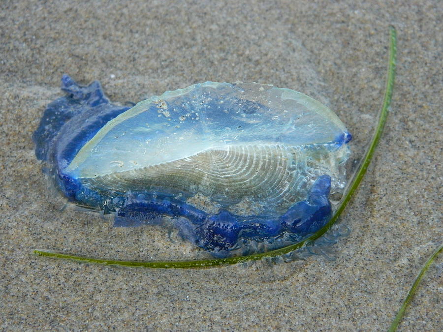 Velella Photograph by Gallery Of Hope 