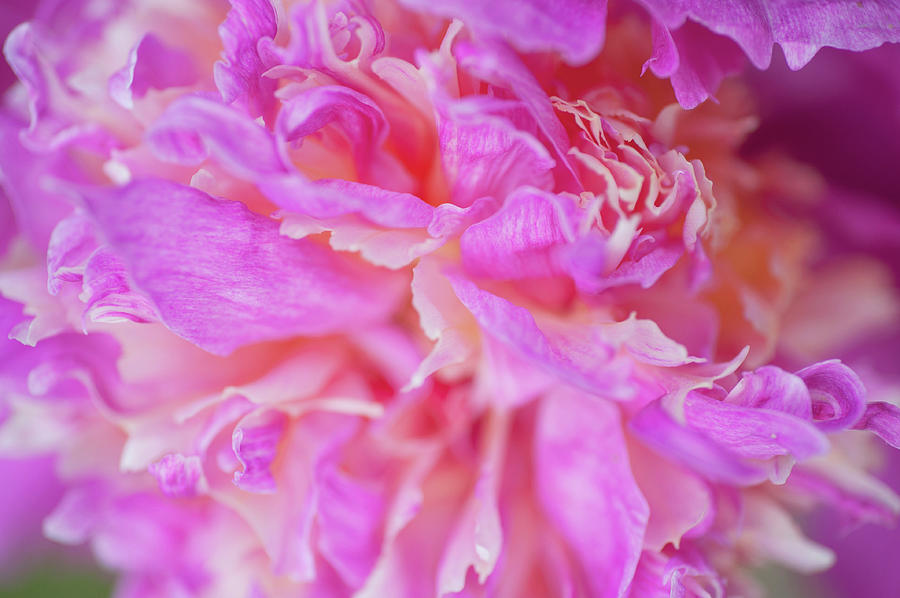 Velma Atkinson Macro. Beauty of Peony Flowers Photograph by Jenny Rainbow