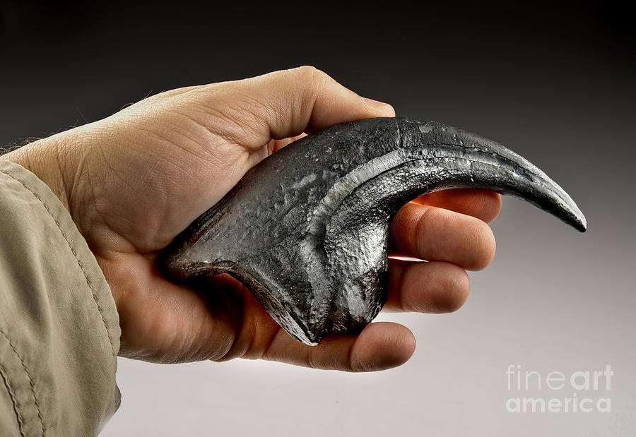 authentic velociraptor claw for sale