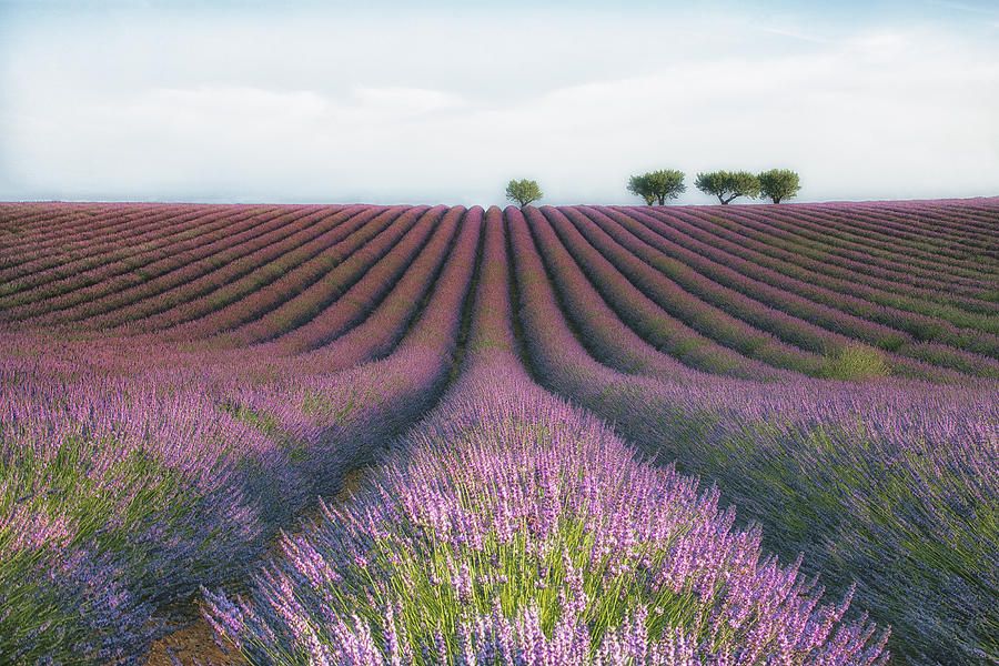 Flower Photograph - Velours De Lavender by Margarita Chernilova