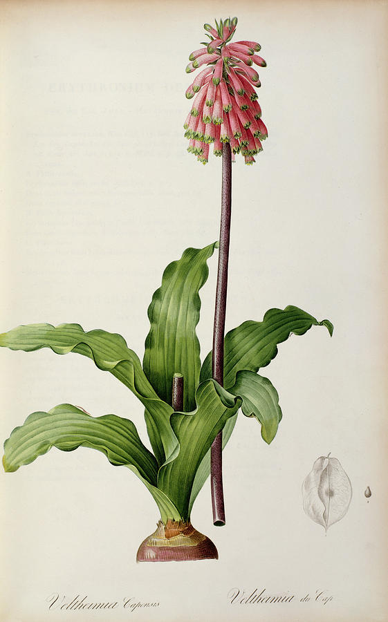 Lily Painting - Veltheimia Capensis by Pierre Joseph Redoute 