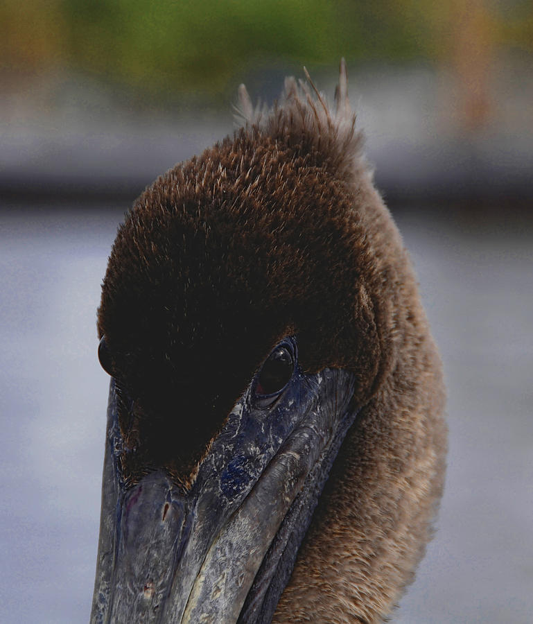 Velvet Brown Pelican Photograph by Jody Lovejoy