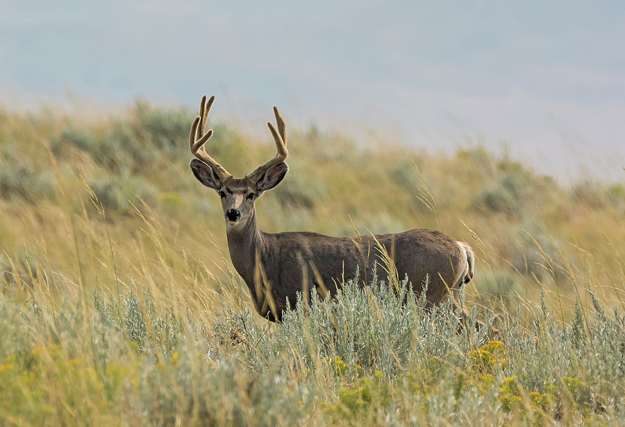 Deer Photograph - Velvet Buck in the Sage by Loree Johnson