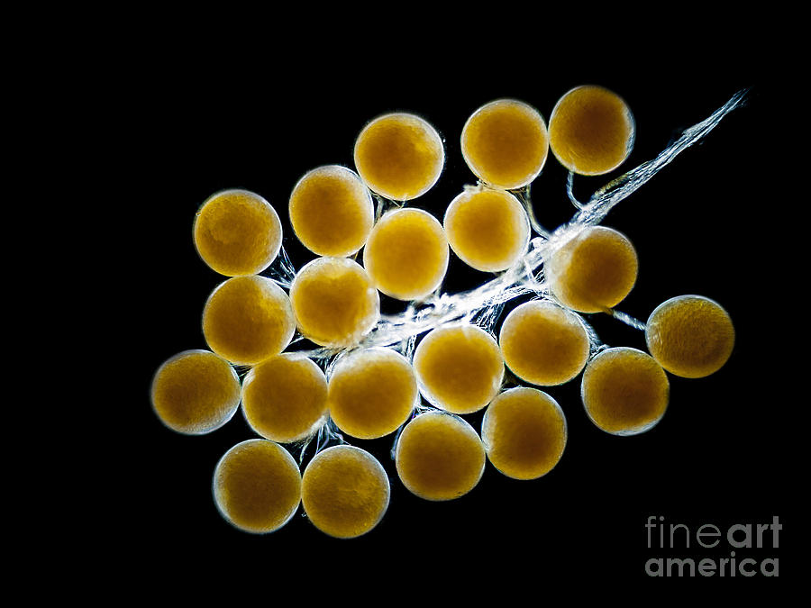 Nature Photograph - Velvet Crab Egg Cluster, Lm by Rubn Duro/BioMEDIA ASSOCIATES LLC