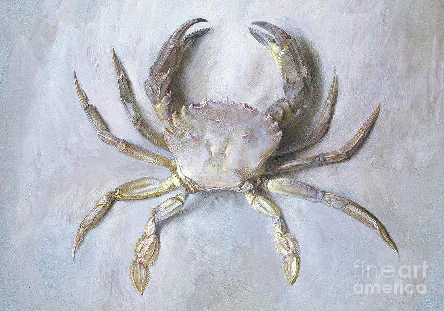 Velvet Crab Painting by John Ruskin