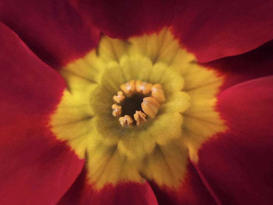 Velvet Crush by Michael Van Huffel Velvet Crush by Michael Van Huffel