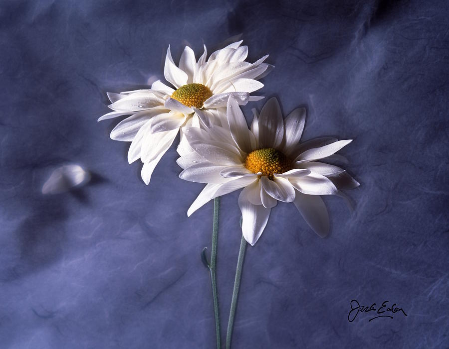 Flowers Photograph - Velvet Daisies by Jack Eadon Flowers Photograph - Velvet Daisies by Jack Eadon