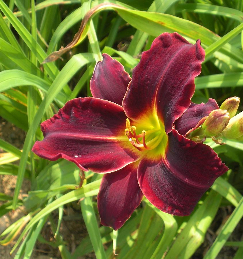 Velvet Day Lily Photograph by Jeanette Oberholtzer