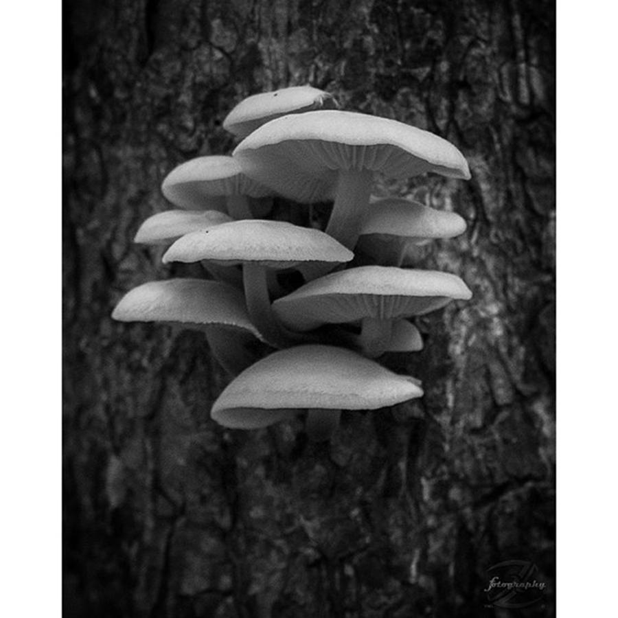 Mushroom Photograph - 🍄velvet Foot🍄 #mushrooms by Todd Lutz