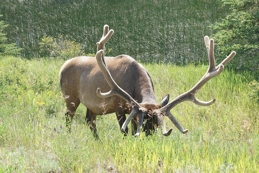 Velvet Photograph by Jan Chartrand Fine Art America