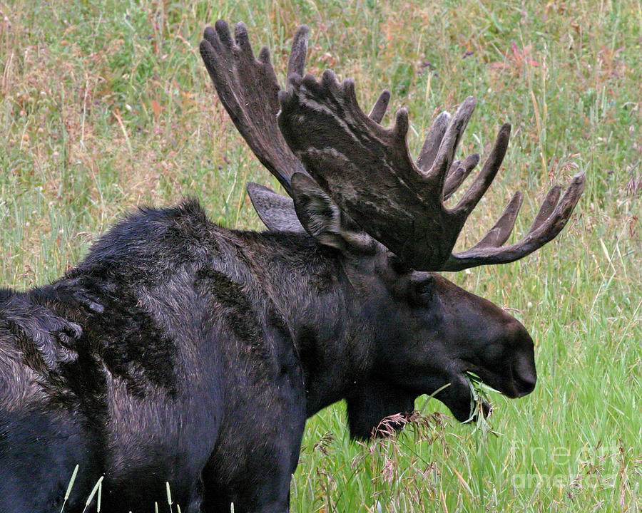 Velvet Moose Photograph by Katie LaSalle-Lowery
