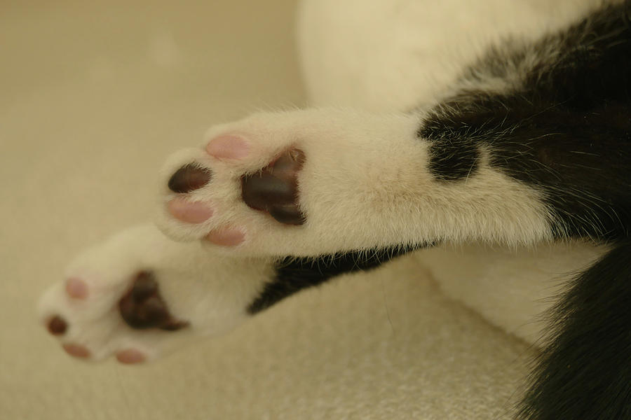 Velvet Paws Photograph by Evelyn Tambour
