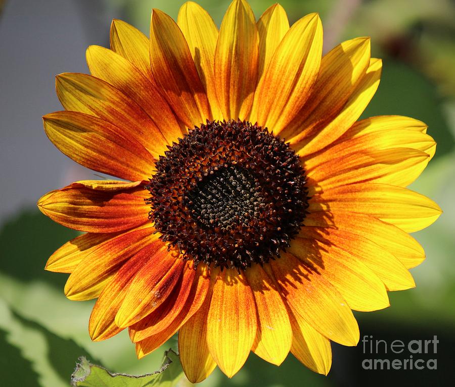 Velvet Queen Sunflower Photograph by Colleen Snow - Fine Art America