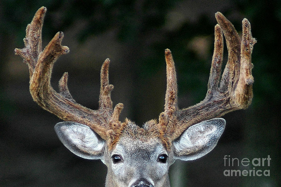 Deer Photograph - Velvet Rack of a Whitetail Buck Deer by Timothy Flanigan
