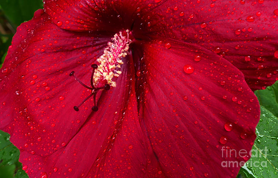 Velvet Red Hibiscus Photograph by Amy Dundon
