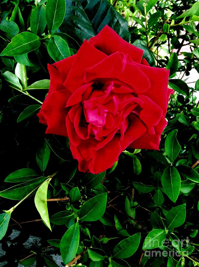 Velvet Red Rose 2 Photograph by Joan-Violet Stretch