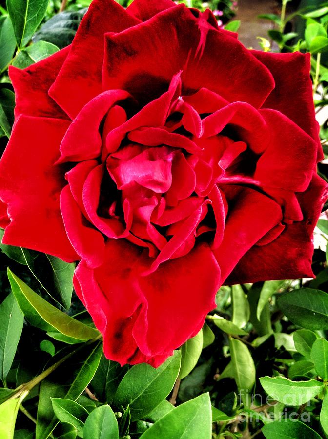 Valentines Day Photograph - Velvet Red Rose by Joan-Violet Stretch