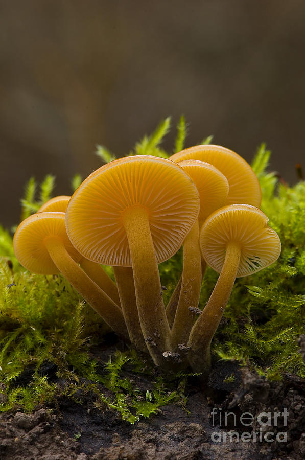 Velvet Shank Mushrooms Photograph by Steen Drozd Lund