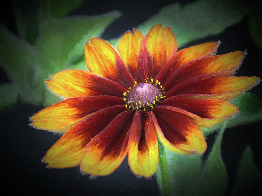 Velvety flower - 365-150 Photograph by Inge Riis McDonald