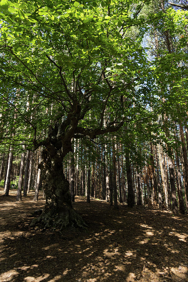 Venerable Forest Guardian - an Ancient Beech Tree Guarding a Pine Forest Photograph by Georgia Mizuleva