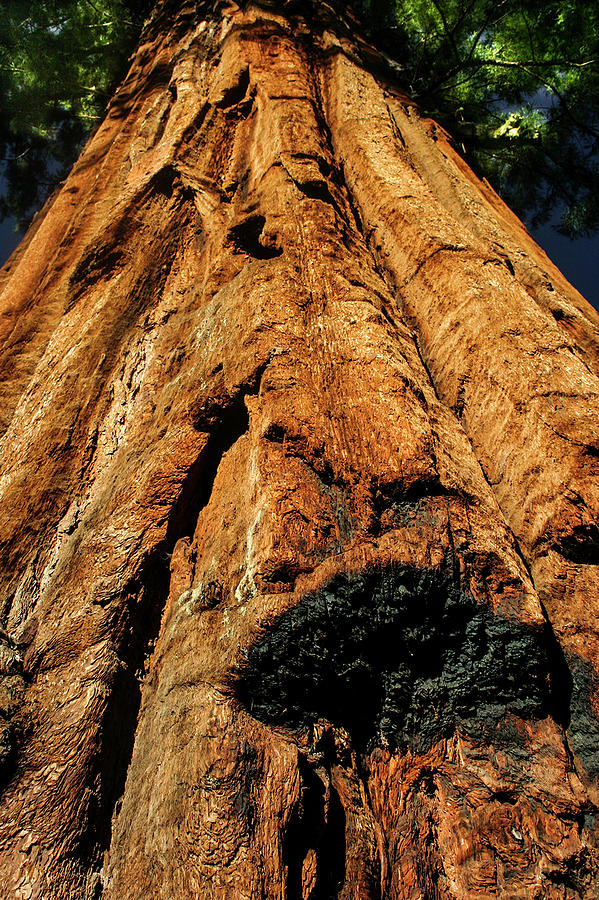 Yosemite National Park Photograph - Venerable Giant by Doug Scrima