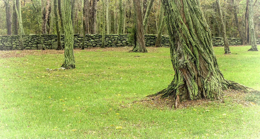 Venerable Trees and a Stone Wall Photograph by Nancy De Flon