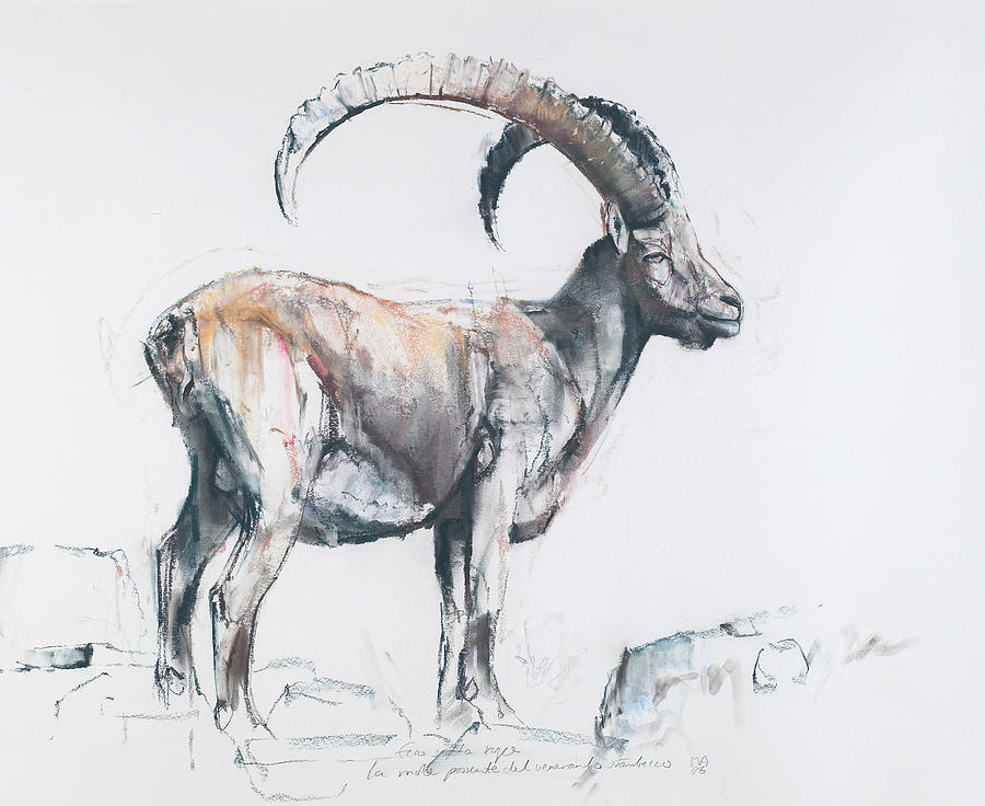 Animal Painting - Venerando Stambecco by Mark Adlington