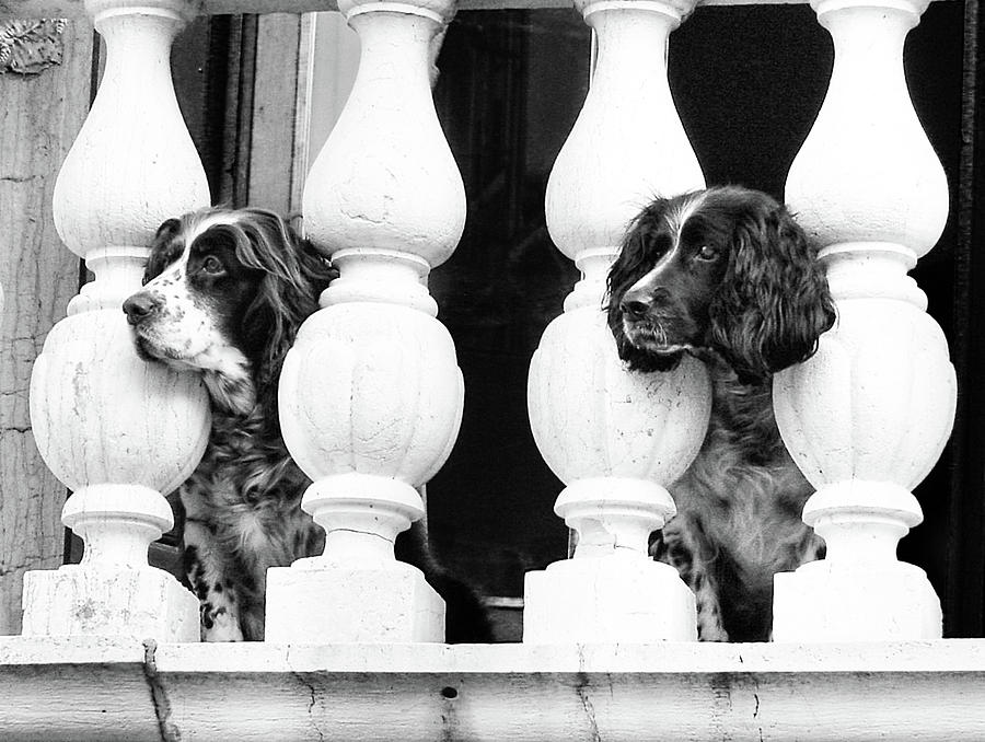 Dog Photograph - Venetian Dogs by Jean Gill