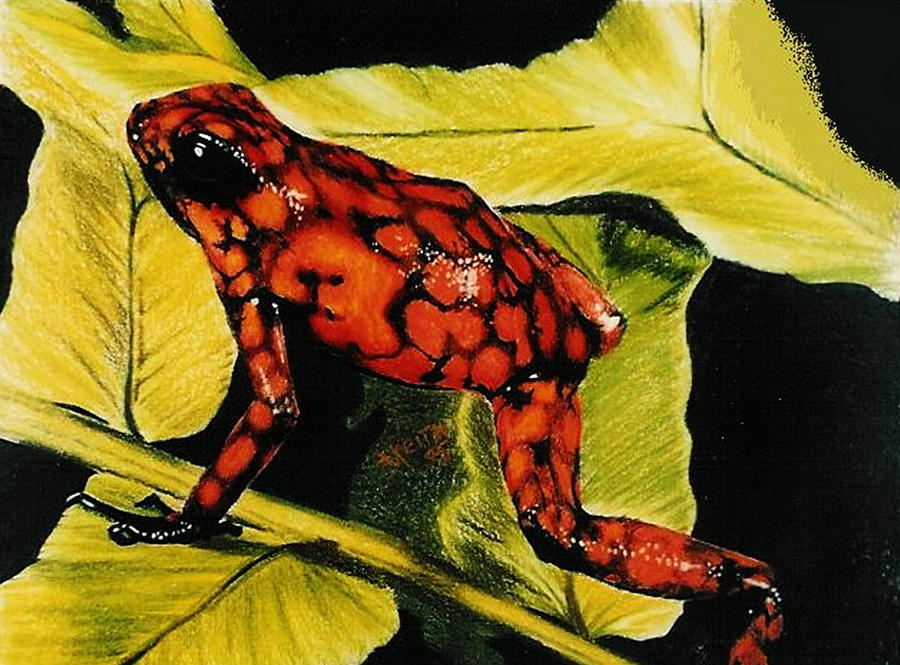 Venezuelan Poison Dart Frog Drawing by Barbara Keith
