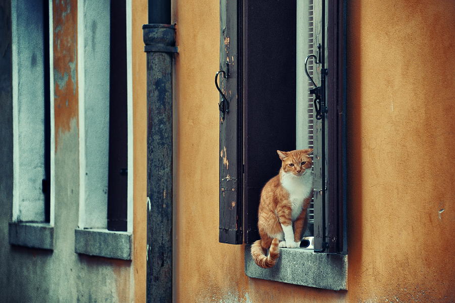 Venice cat Photograph by Songquan Deng