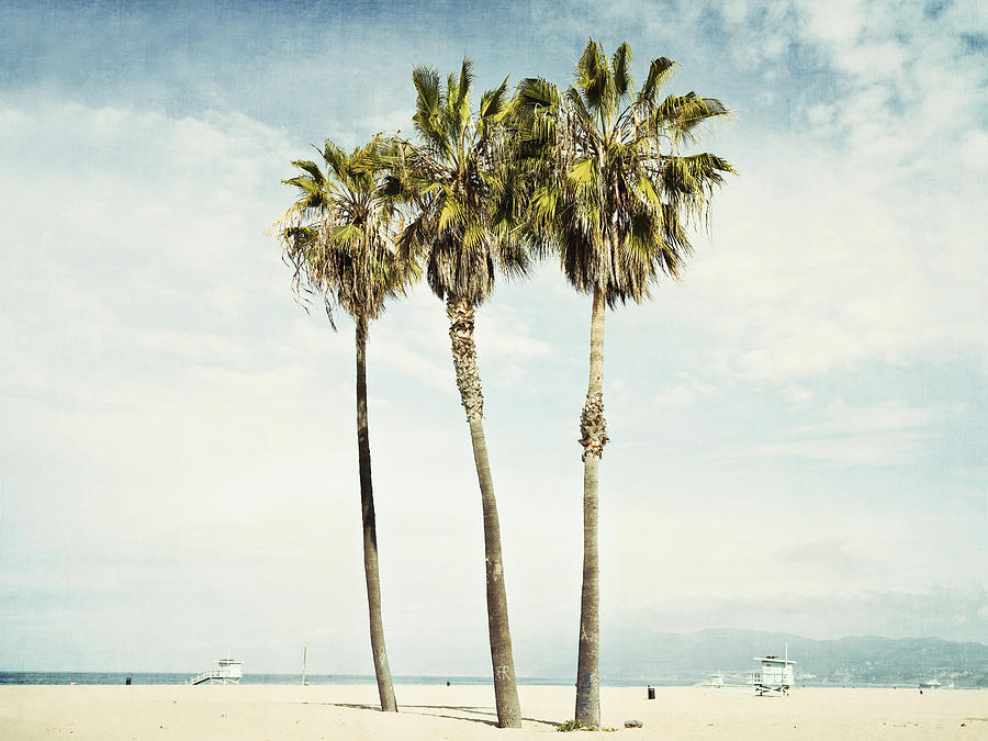 Los Angeles Photograph - Venice Palms  by Bree Madden 