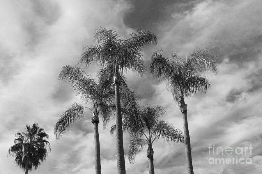 Venice Palms Photograph by Robert Wilder Jr