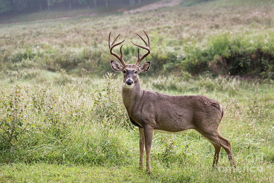 Deer Photograph - Venison by Andrea Silies