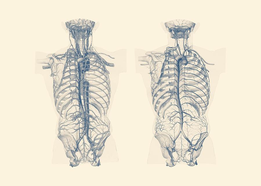 Venous and Circulatory System - Human Torso - Vintage Anatomy Drawing by Vintage Anatomy Prints