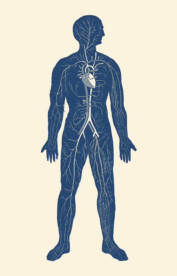 Venous Circulatory System  - Anatomy Poster Drawing by Vintage Anatomy Prints