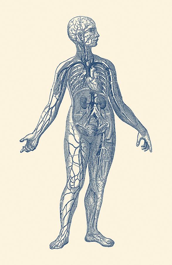 Venous System Diagram - Vintage Anatomy Poster Photograph by Vintage Anatomy Prints