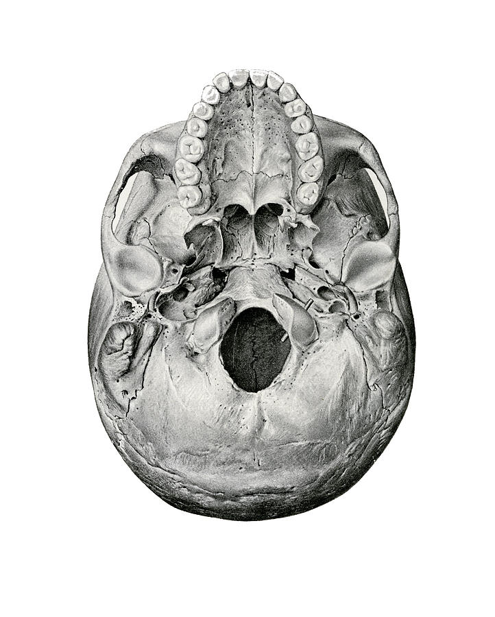 Vintage Drawing - Ventral View of Human Skull by German School