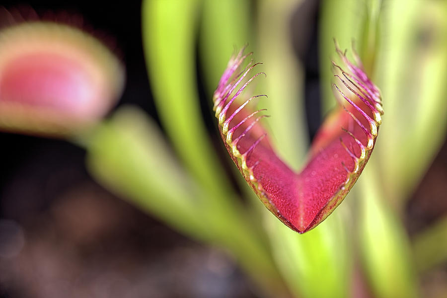 Venus Fly Trap Photograph by JC Findley