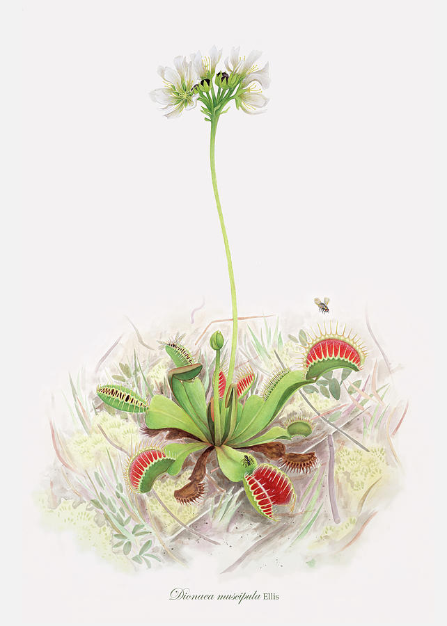 Flower Painting - Venus Fly Trap  by Scott Bennett