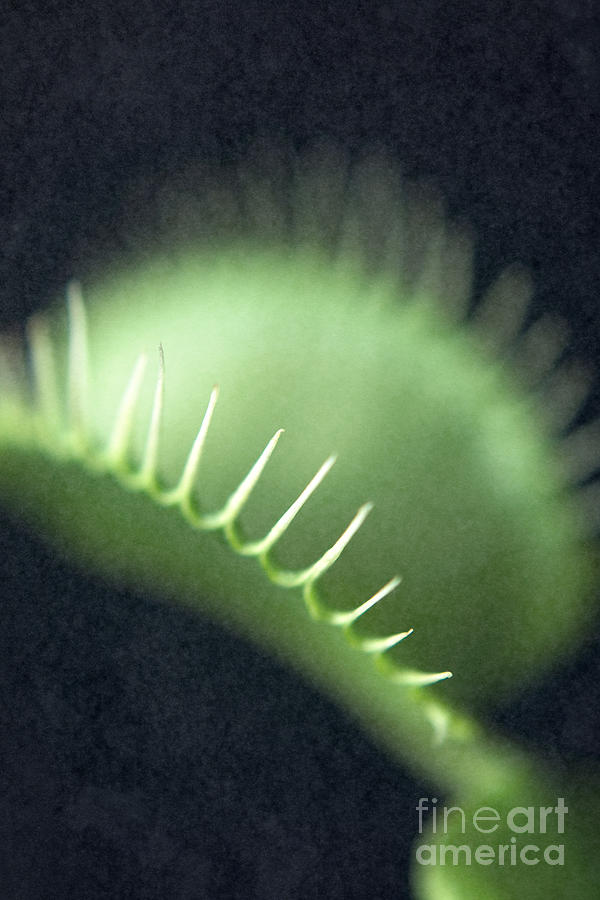 Venus flytrap Photograph by Clayton Bastiani
