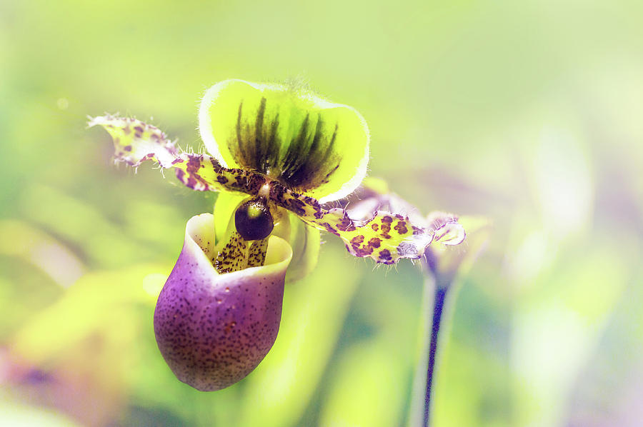 Venus Slipper Orchid Flower Photograph by Jenny Rainbow