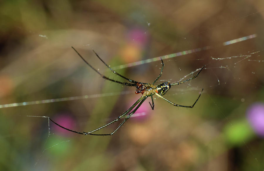 Venusta Orchard Spider Photograph by Larah McElroy