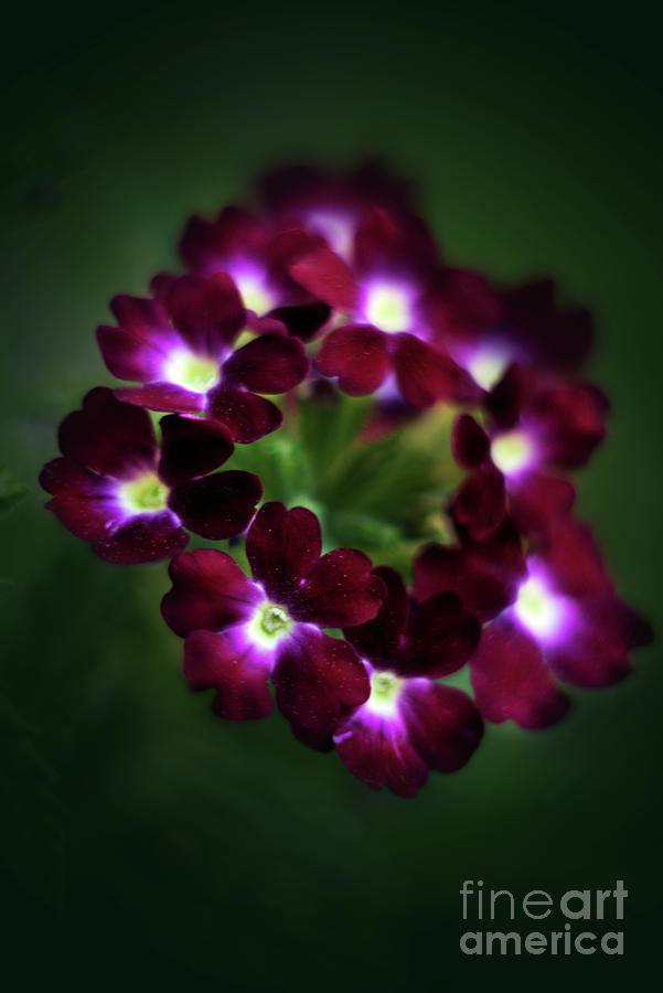 Flower Photograph - Verbena by Camelia C