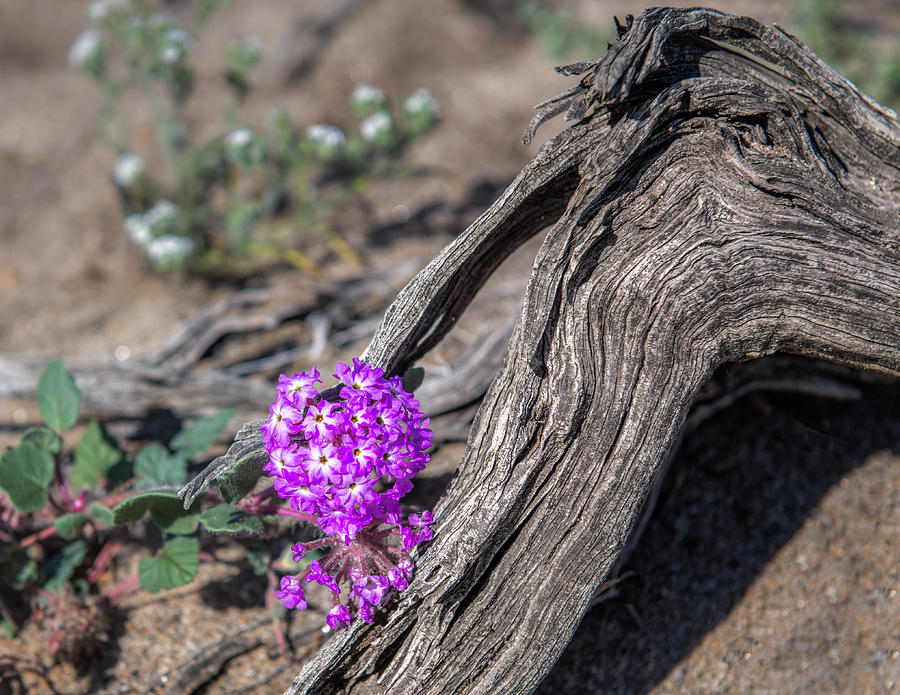 Flower Photograph - Verbena by Joseph Smith