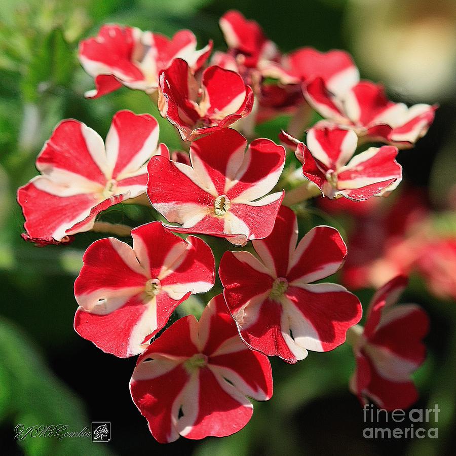 Verbena named Voodoo Red Star Photograph by J McCombie