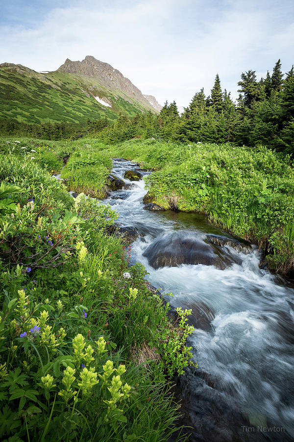 Verdant Mountain Stream Photograph by Tim Newton