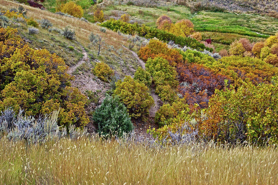Verdant Mountainside in Echo Canyon near I 80, Utah Photograph by Ruth Hager