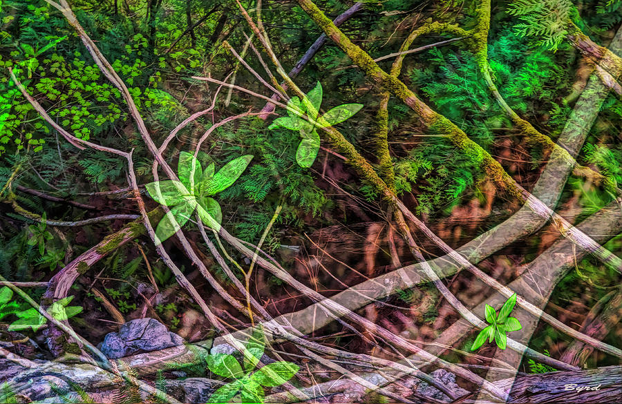 Verdant Tangle Photograph by Christopher Byrd
