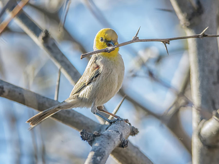 Verdin Collecting Nest Material Photograph by Tam Ryan