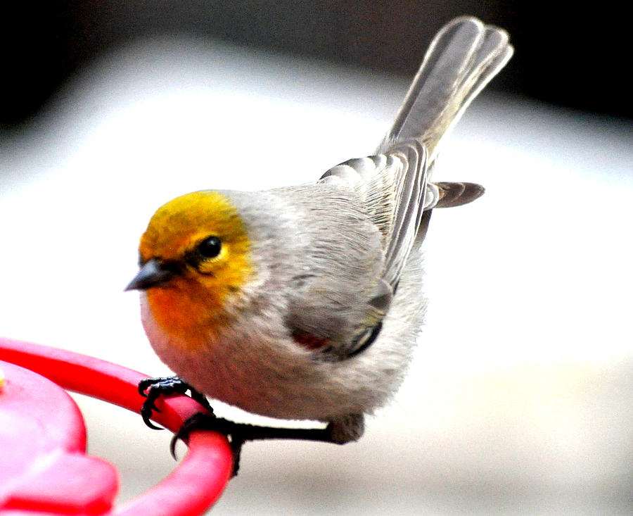 Verdin Song Bird On Hummingbird Perch Photograph by Jay Milo